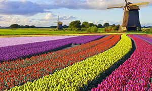 excursions Netherlands